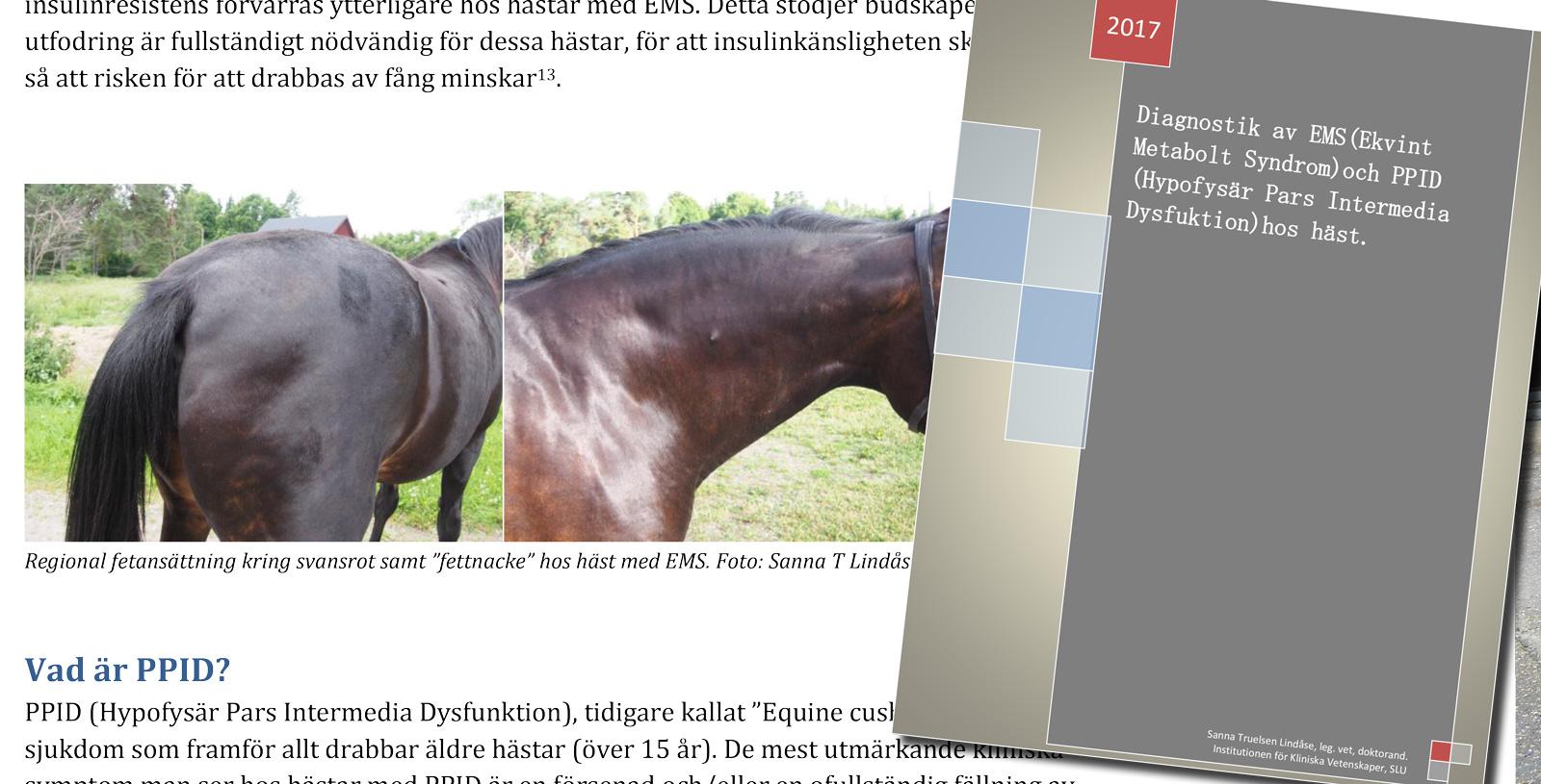 Bilde-av-artikkel-om-EMS-og-PPID