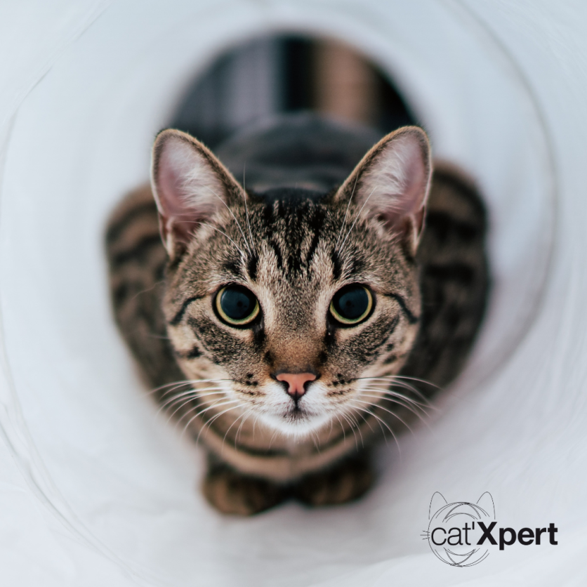 Facebook-innlegg om høyt stoffskifte hos katt