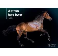 Astma hos hest i billeder