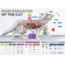 Endecto cat poster 50x70 English