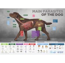 Endecto dog poster 50x70 English