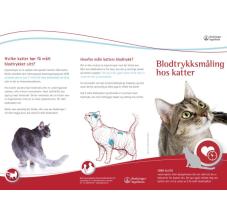 Dyreeierbrosjyre blodtrykksmåling hos katter