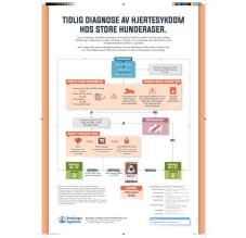 Tidlig diagnose av hjertesykdom hos store hundraser