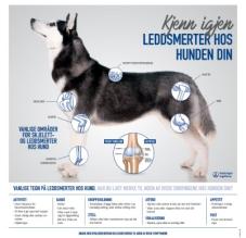 KJENN IGJEN LEDDSMERTER HOS HUNDEN DIN - PLAKAT