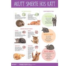 Akutt smerte hos katt plakat