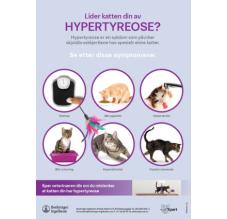 Apelka plakat - Lider katten din av hypertyreose?