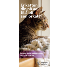 Er katten din på vei til å bli seniorkatt?