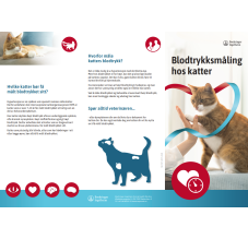 Semintra blodtrykksmåling - Forside