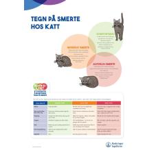 Tegn på smerte hos KATT - A3