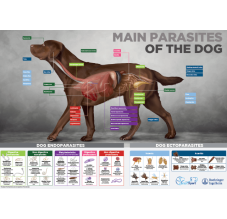 Endecto dog poster A1