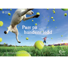 Pass på hundens ledd