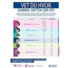 Life stages - Feline Poster