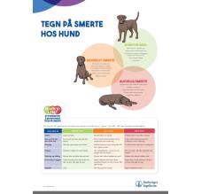 Tegn på smerte hos HUND - 50x70 cm (A-skilt)
