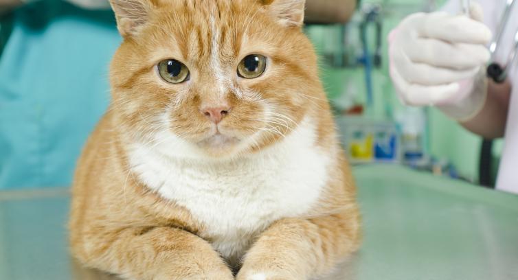 Kat klar til blodprøve