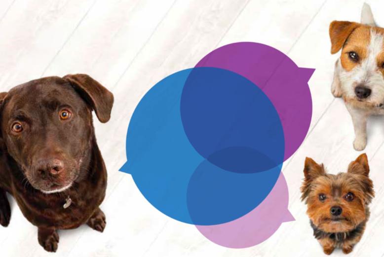 Pain-webinars canine osteoarthritis