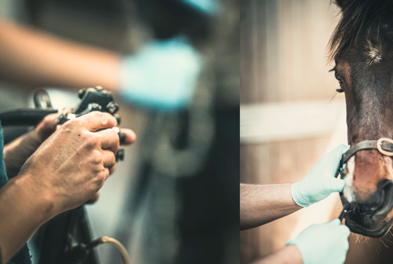 Webinar häst magesår