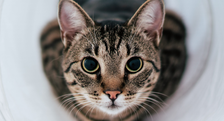 Facebook-innlegg om høyt stoffskifte hos katt