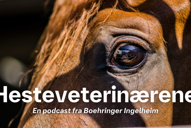 Hesteveterinærerna