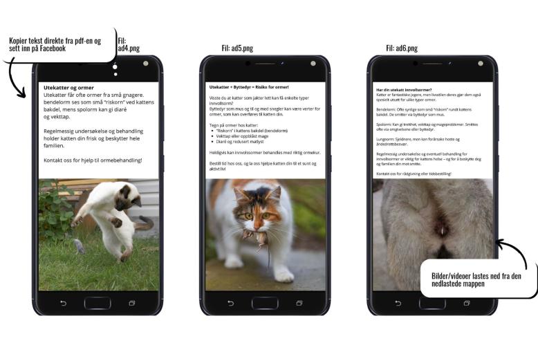 Facebook-materialer som setter fokus på innvollsormer hos katter
