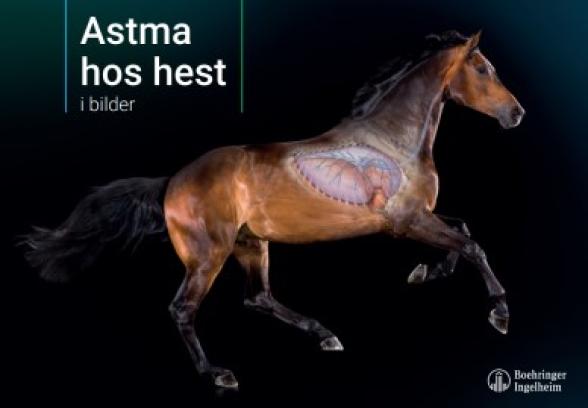 Astma hos hest i billeder
