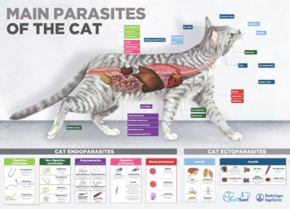 Endecto cat poster 50x70 English