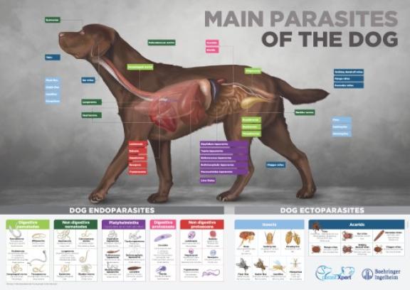 Endecto dog poster 50x70 English