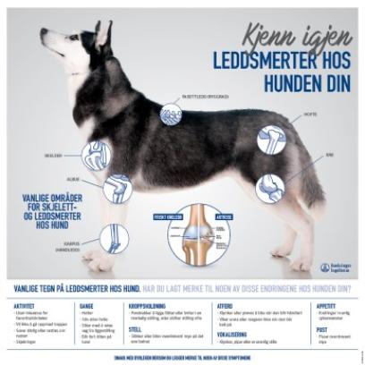 KJENN IGJEN LEDDSMERTER HOS HUNDEN DIN - PLAKAT