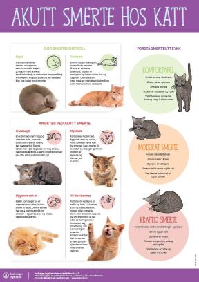 Akutt smerte hos katt plakat