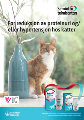 Semintra veterinær brosjyre katt