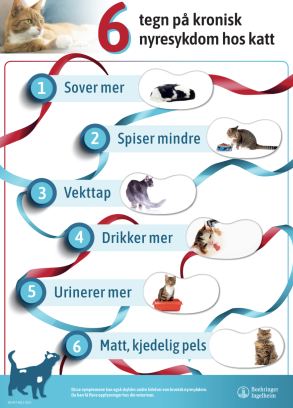6 tegn på kronisk nyresykdom hos katt