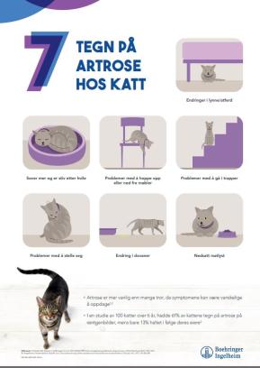 7 tegn på artrose hos KATT - A3