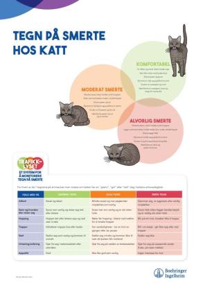 Tegn på smerte hos KATT - A3
