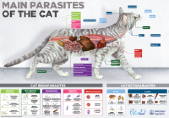 Endecto cat poster A1