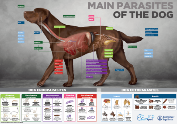 Endecto dog poster A1