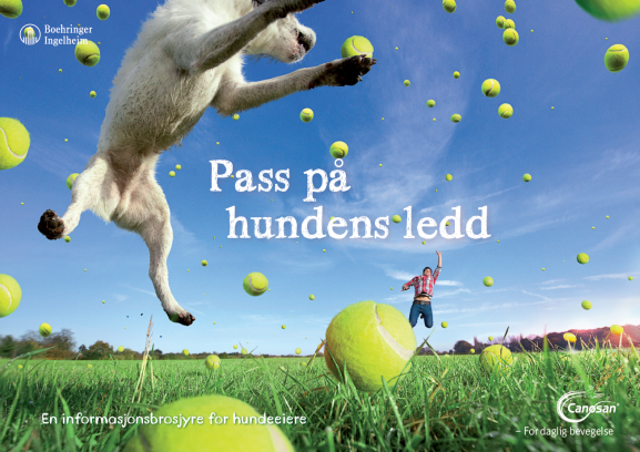 Pass på hundens ledd