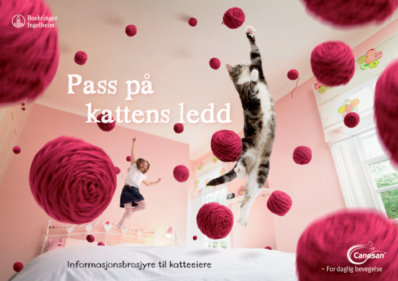 Pass på kattens ledd