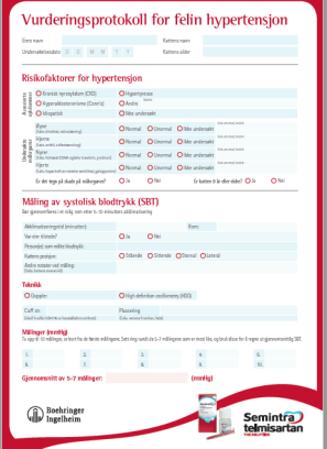 Blodtrykksskjema til katt