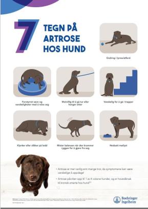 7 tegn på artrose hos HUND - 50x70 cm (A-skilt)