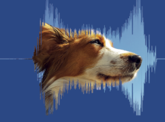 Vetmedin Startpakke Pakket